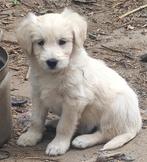 Pups blond, doodle, teef., Dieren en Toebehoren, Honden | Niet-rashonden, CDV (hondenziekte), 8 tot 15 weken, Teef, Meerdere