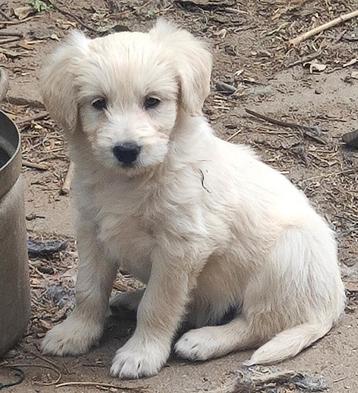 Pups blond, doodle, teef. beschikbaar voor biedingen