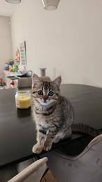 X britsekorthaar, Dieren en Toebehoren, Katten en Kittens | Raskatten | Korthaar, Poes, Gechipt, 0 tot 2 jaar