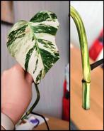 Monstera variegata kopstek, Huis en Inrichting, Kamerplanten, Ophalen, Halfschaduw, Minder dan 100 cm