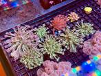 Goniopora Koralen | Zeeaquarium Koraal, Overige typen, Zoutwatervis