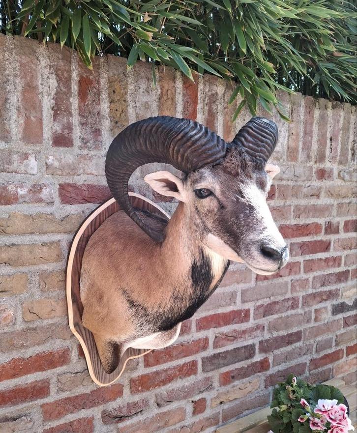 NIEUW! opgezette moeflon taxidermy opgezet hert schedel, Verzamelen, Dierenverzamelingen, Gewei of Kop, Wild dier, Ophalen