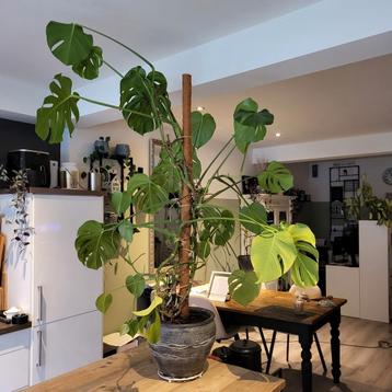 Monstera, 170 cm beschikbaar voor biedingen