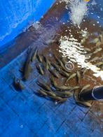 Europese karper, 7-10 cm nu slechts 1,25 pst, Karper of Koi