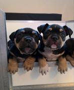 American bully pocket pup pups met stamboom 6 weken, Dieren en Toebehoren, Honden | Bulldogs, Pinschers en Molossers, 8 tot 15 weken