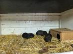 Jonge Cavia's 2025, Cavia, Juni, Meerdere dieren, Tam