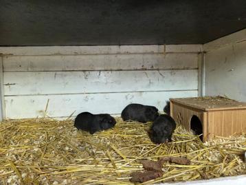 Jonge Cavia's 2025 beschikbaar voor biedingen