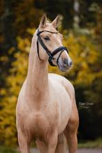 4 jarige sprookjes gouden palomino KWPN ruin Bosco X Zambuca, Dieren en Toebehoren, Paarden, Ruin, Dressuurpaard