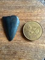 Fossiele haaientand Kaloot, Zeeland, Ophalen of Verzenden, Fossiel