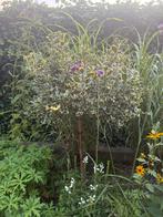 Hulst, Tuin en Terras, Ophalen, Halfschaduw, Overige soorten, Lente