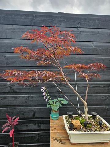 Japanse Esdoorn Atropurpureum Bonsai beschikbaar voor biedingen
