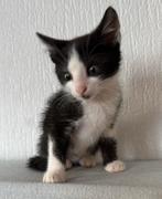 1 jonge kat opzoek naar een goeie familie, Dieren en Toebehoren, Poes, Kortharig, 0 tot 2 jaar