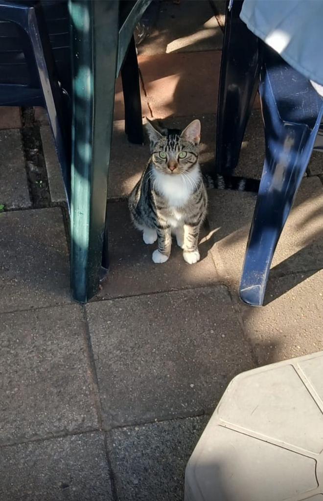 Poesje zoekt lieve verzorger! Gratis, 5 maanden oud., Dieren en Toebehoren, Katten en Kittens | Dekkaters, 0 tot 2 jaar