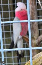 Rosé kakatoe, Dieren en Toebehoren, Vogels | Parkieten en Papegaaien