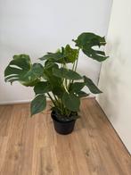 Monstera plant, Ophalen, Overige soorten, Minder dan 100 cm