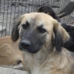 AIN: Meisje, Dieren en Toebehoren, Honden | Niet-rashonden, Rabiës (hondsdolheid), Handelaar, Buitenland, Teef