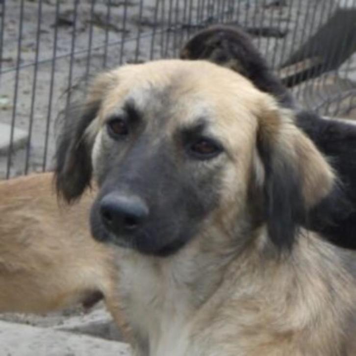 AIN: Meisje, Dieren en Toebehoren, Honden | Niet-rashonden, Middel, Teef, Handelaar, Eén hond, Buitenland, 3 tot 5 jaar, CDV (hondenziekte)