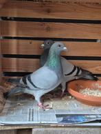 Postduiven, Dieren en Toebehoren, Vogels | Duiven, Meerdere dieren, Postduif