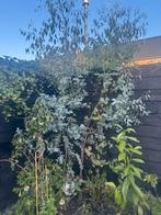 Eucalyptus planten 2 stuks, Tuin en Terras, Planten | Bomen, Ophalen, Overige soorten, Minder dan 100 cm