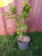 Acer pal. Bi-hoo, Ophalen, Bloeit niet, Overige soorten, Halfschaduw