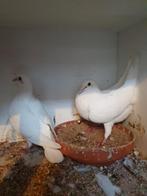 Koppel witte postduiven, brengen perfect hun jongen groot, Dieren en Toebehoren, Vogels | Duiven, Meerdere dieren, Postduif