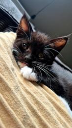 Super lieve kittens mogen nestje verlaten nog 2 poesjes, Dieren en Toebehoren, Katten en Kittens | Overige Katten, Meerdere dieren