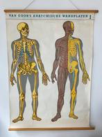 Schoolkaart Anatomische wandplaat I, Antiek en Kunst, Natuur en Biologie, Ophalen of Verzenden
