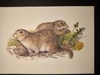 Grondeekhoorn, Verzenden, 1980 tot heden, Zo goed als nieuw, Dier