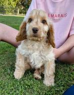 Prachtige Cockapoo pups nog 1 blond reutje beschikbaar, Dieren en Toebehoren, Honden | Retrievers, Spaniëls en Waterhonden, Rabiës (hondsdolheid)