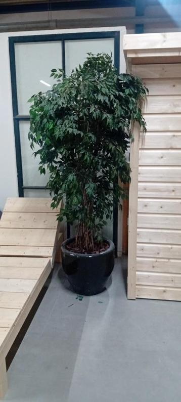 kunstplant met pot 200cm!! Dik showroomopruimen beschikbaar voor biedingen