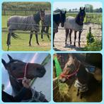 Prachtige 4 jarige merrie, Dieren en Toebehoren, Paarden, Merrie, 160 tot 165 cm, Recreatiepaard