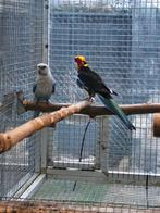 Koppel Rosella, Dieren en Toebehoren, Vogels | Parkieten en Papegaaien, Meerdere dieren, Parkiet, Geringd