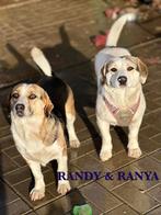 OP OP ZOEK NAAR EEN LIEF MAATJE? REUTJE OF TEEFJE? LEES MEE!, Particulier, Buitenland, Parvo, Meerdere