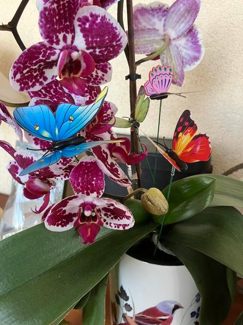 vouwbare gekleurde vlindertjes/decor/ tuin decoratie etc…, Hobby en Vrije tijd, Overige Hobby en Vrije tijd, Nieuw, Ophalen