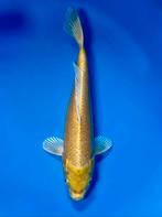 Yamabuki Ogon 28-35cm Hirasawa Japanse Koi, Karper of Koi