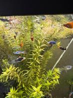 Gratis visjes, Dieren en Toebehoren, Vis, Zoetwatervis