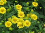 Vaste plant : Helenium  Helena Gold 3 euro, Volle zon, Vaste plant, Zomer, Ophalen