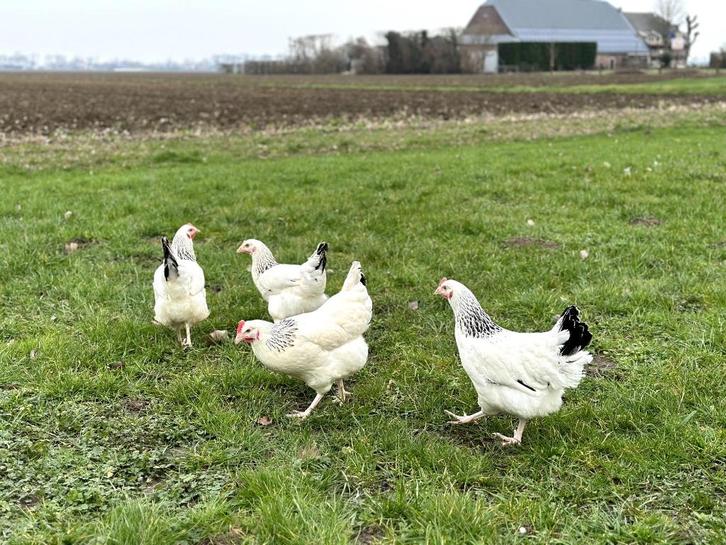 Jonge tamme Sussex kippen groot soort gesekst en ingeënt, Dieren en Toebehoren, Pluimvee, Kip, Vrouwelijk