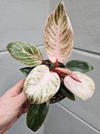 Philodendron Pink Birkin xxl p15 (1), Huis en Inrichting, Kamerplanten, Overige soorten, Minder dan 100 cm, Ophalen of Verzenden