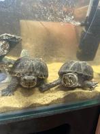 Twee muskusschildpadden met compleet aquarium + accessoires, Dieren en Toebehoren, Vissen | Aquariumvissen, Overige typen
