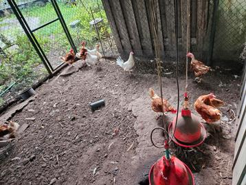 Oude leghennen te koop beschikbaar voor biedingen