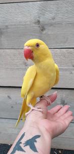 Jonge Halsbandparkieten | Div. Kleuren | Handtam, Dieren en Toebehoren, Vogels | Parkieten en Papegaaien, Meerdere dieren, Parkiet