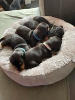 Teckel puppy’s, Dieren en Toebehoren, Particulier, Meerdere, 8 tot 15 weken, Dwerg