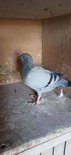 Postduiven jongeduiven, Dieren en Toebehoren, Vogels | Duiven, Meerdere dieren, Postduif