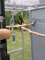 Dwerg Ara Severa, koppel 2024, Dieren en Toebehoren, Vogels | Parkieten en Papegaaien, Meerdere dieren, Papegaai, Geringd