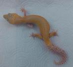 Luipaardgekko vrouw, Dieren en Toebehoren, Reptielen en Amfibieën, Tam, 0 tot 2 jaar