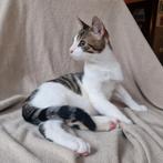Lieve knuffelkater, Dieren en Toebehoren, Katten en Kittens | Raskatten | Korthaar, Kater