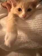 Lieve half ragdoll half main coon kittens 10 weken oud, Meerdere dieren, Ontwormd, 0 tot 2 jaar