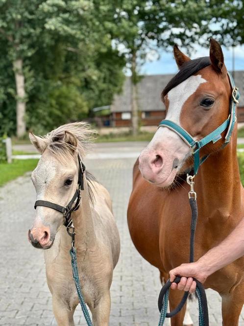 Mooie welsh sectie B met veulen., Dieren en Toebehoren, Pony's, Merrie, Recreatiepony