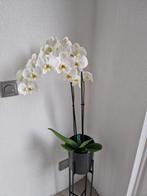 planten, Huis en Inrichting, Ophalen, Halfschaduw, Minder dan 100 cm